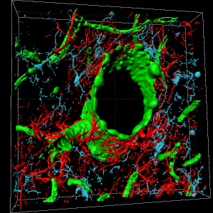 Brain section, mouse, endothelial cells (Cy2, isolectin B4, green) & Astroglia (Cy3, GFAP, red) & Microglia (Cy5, Streptavidin, blue), Leica SP8, Imaris, [Johannes Kacza]