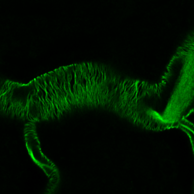 Drosophila tracheal system (Chitin green), LSM780-Airyscan, [Matthias Behr]