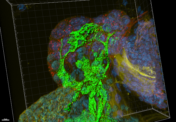 Drosophila ring gland (Fasciclin 2 green, Obst-A red; Nuclei blue), LSM780, Imaris-3D, [Matthias Behr]